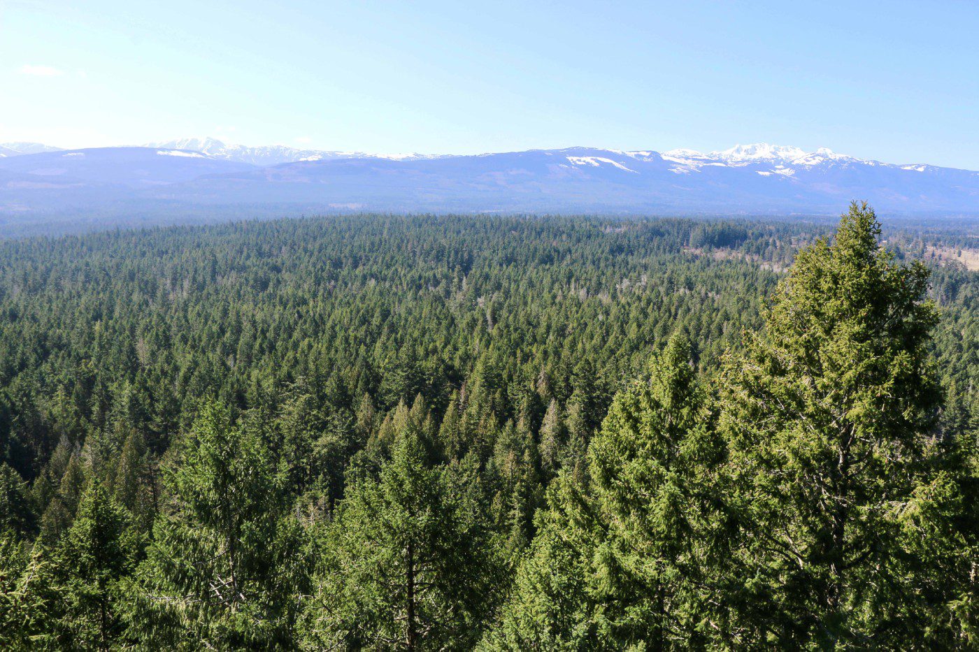 Jungle view from top | Review