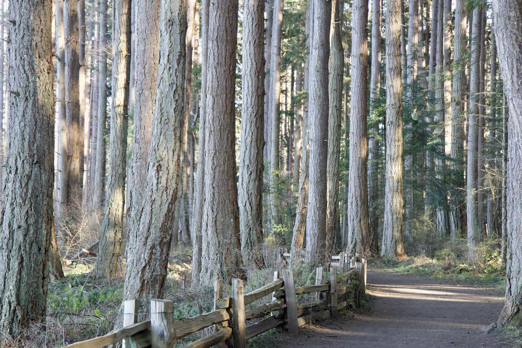 cat smiley boot camp