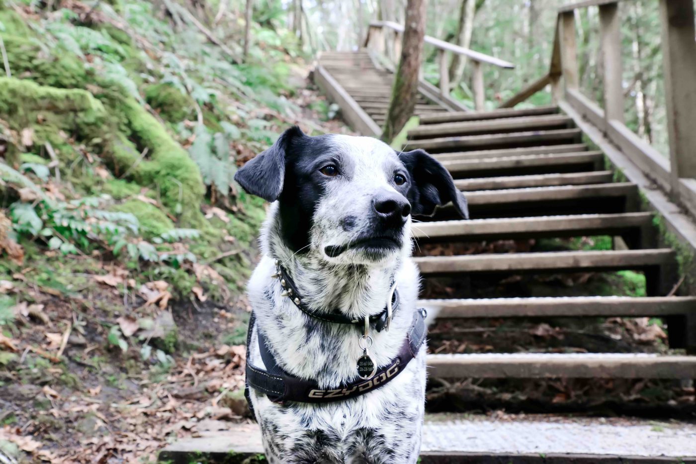 Cat Smiley Boot Camp