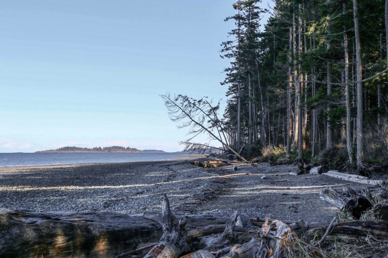 Beach with iland and dead trees | Review